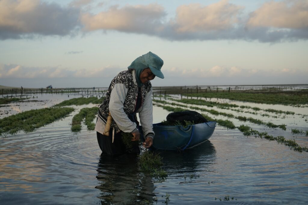 Seaweed Study: une recherche innovante sur les algues comme ressource alimentaire et agricole régénératrice.