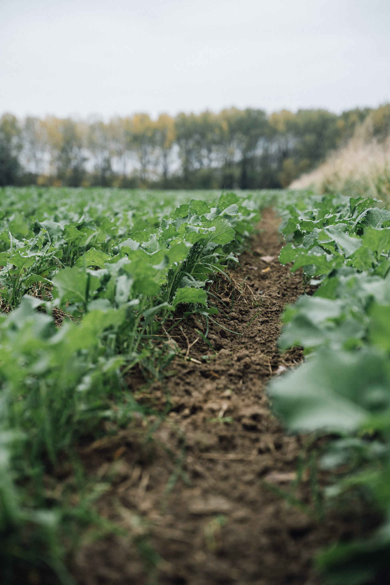 Agriculture régénératrice – sol vivant et pratiques agricoles durables soutenues par Food As Medicine Foundation